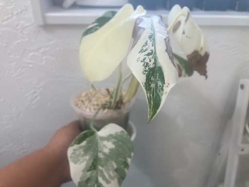 斑入り　モンステラ　ボルシギアナ　ホワイトタイガー