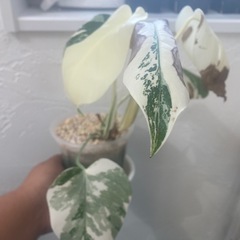 斑入り モンステラ ボルシギアナ ホワイトタイガー