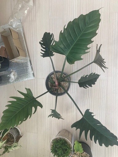 観葉植物　フィロデンドロン　キャラメルマーブル 
　