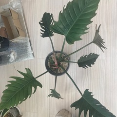 観葉植物　フィロデンドロン　キャラメルマーブル 
　の画像