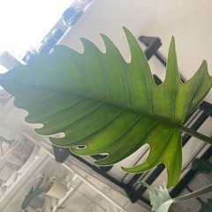 観葉植物　フィロデンドロン　キャラメルマーブル 
　