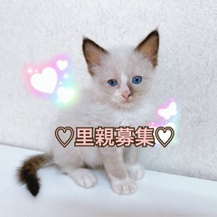 【里親募集🙇‍♀️】ラグドール　ブルーポイントバイカラーの男の子♡
