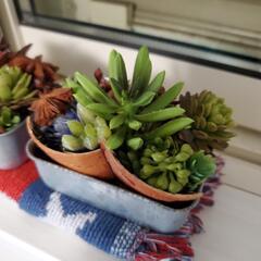 フェイクグリーン　多肉植物　コースター　2個セットの画像