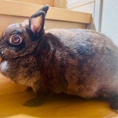 【募集停止中】セキセイインコとネザーランドドワーフ - 豊見城市