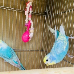 【募集停止中】セキセイインコとネザーランドドワーフ - その他