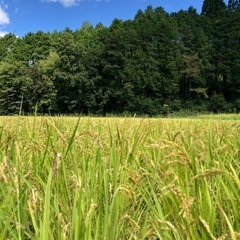 令和6 2024年度産　伊賀米　コシヒカリ　玄米30kg　委託品