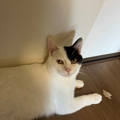 白猫のホワイトくん🤍
