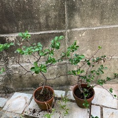 鉢植え