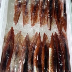 新鮮なイカです🦑