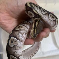 モハべヘテロゴースト
