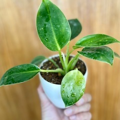 フィロデンドロン・バーキン！ちょっと高価な観葉植物！！