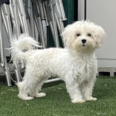マルチーズ　元気いっぱいな子　5ヶ月