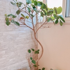 フィカス 観葉植物 室内 