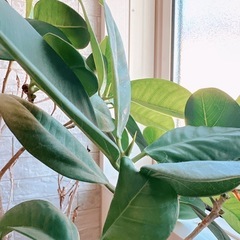 フィカス 観葉植物 室内 の画像