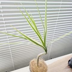 ◼️ドラセナコンシンネ◼️ホワイボリー　曲がり４号鉢　観葉植物