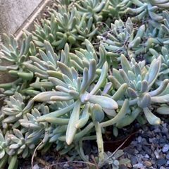 多肉植物　5株