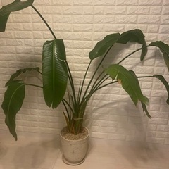 観葉植物（オーガスタ）幸福の木