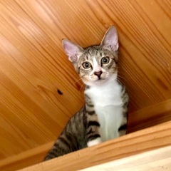 【動画あり】甘えん坊ボーイ