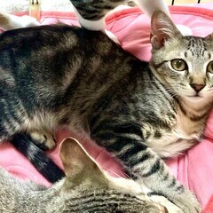 【動画あり】クールなイケメン⭐︎ボール遊びが大好き！