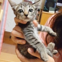 ☆里親さん決定☆かわいすぎるキジトラくん