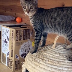 【動画あり】活発な美ネコさん。箱入り娘！ - 猫