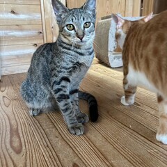 【動画あり】活発な美ネコさん。箱入り娘！ - 君津市