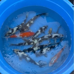 錦鯉　　　二歳とか当歳　　
