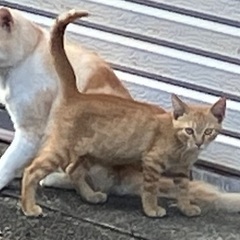 里親募集