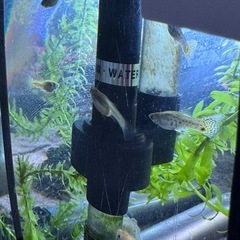 外国産 MIXグッピー 成魚  