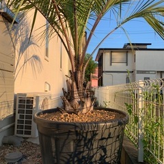 ココスヤシの画像