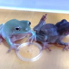 【お話中です。お返事無い方すみません】イエアメガエルのペアの画像