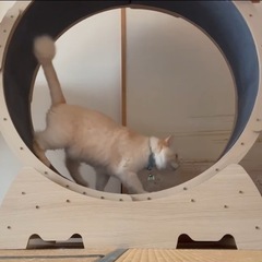 キャットホイールの画像