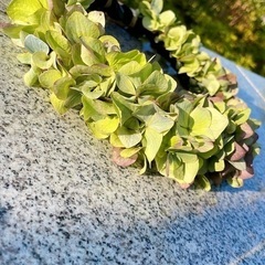 ハワイアンレイ　秋色紫陽花　9/17.9/18ワークショップ