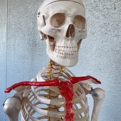 人体模型　等身大の画像