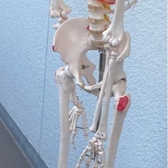 人体模型　等身大の画像