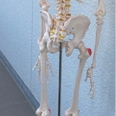 人体模型　等身大の画像