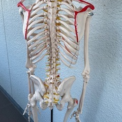 人体模型　等身大の画像