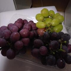 葡萄🍇🍇早い者勝ち　お買い得