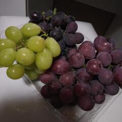 葡萄🍇🍇早い者勝ち　お買い得の画像