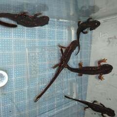オキナワシリケンイモリ幼体5匹（上陸済み、人工餌OK、送料別）#202414の画像