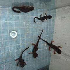 オキナワシリケンイモリ幼体5匹（上陸済み、人工餌OK、送料別）#...
