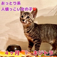 【正式譲渡しました】天真爛漫で甘えたな女の子❤️お見合いOKです！