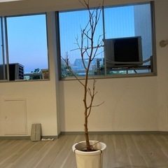 ドライツリー（枯れ木）