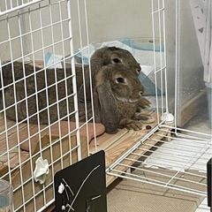うさぎ(2匹)の里親を募集してます※現在里親様と会話中になります