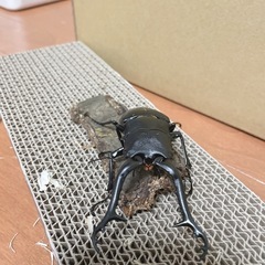 ギラファノコギリクワガタ ペア
