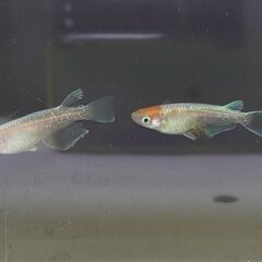 紅白体外光メダカ　　1ペア　2800円になります。の画像