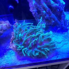 サンゴイソギンチャク　海水魚