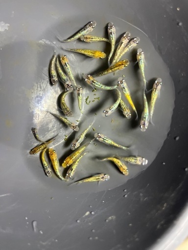 忘却の翼成魚