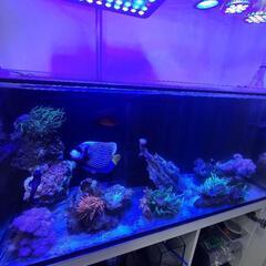海水魚　タテジマキンチャクダイ　タテキン　今月締め切り