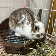 ミニウサギ  決まりました